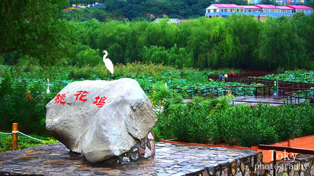 桃花坞-1_副本.jpg