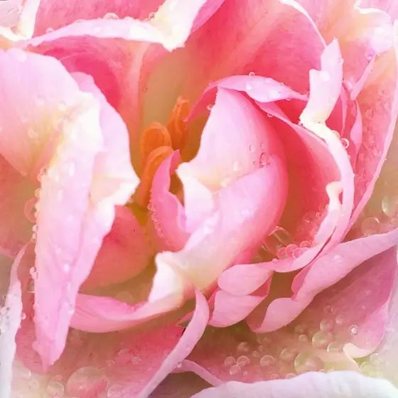 2e3c55e9dde148e3c6ea8da1459a2d52.jpg 2e3c55e9dde148e3c6ea8da1459a2d52.jpg