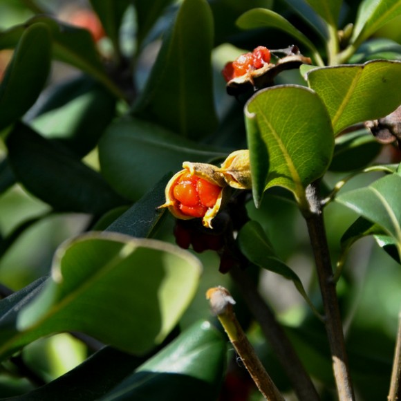 冬日朝阳和那些花儿