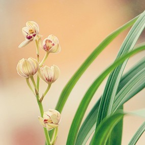 幽兰吐秀,香本无心.