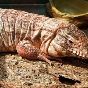 不知道是什么动物