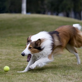 超级狗狗技能秀