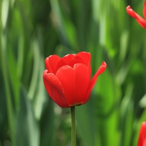 原片压缩直出：郁金香