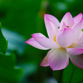 美丽的荷花2组  第一组