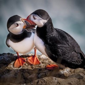 自然之美 100张精彩的鸟类摄影作品(2)