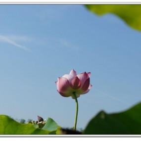西安最美的地方---渭河草原