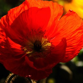 昆明世园会迎春花卉