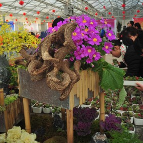 秦岭花市继续磨镜