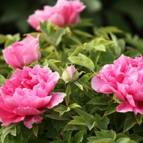 大明宫富贵花开