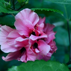 莱美GX1微单试机照。