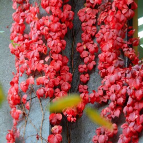 交大醉美红叶（2014）