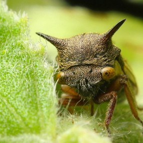 微拍时一些叫不出名字的小昆虫