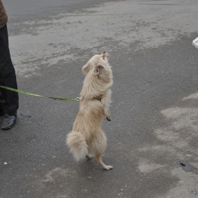 一只聪明仗义的小狗