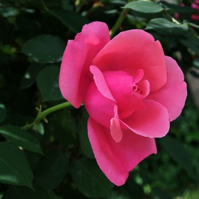 “花中皇后”——月季；