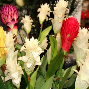 中国唐苑（二）