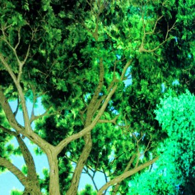 西安大雁塔的大屏幕看星空