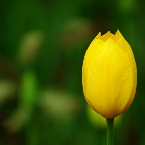 兴庆郁金香之美