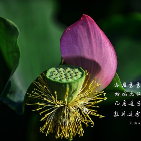 重发夏荷