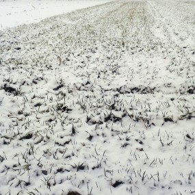 成长，承受，接受