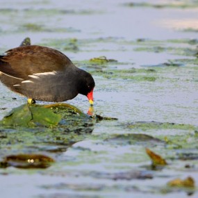 水陆两栖 黑水鸡