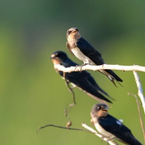 沣河边的岩沙燕