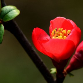 高雅艳美----海棠花