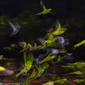 2016 Sony 世界摄影奖精彩照片  20 张