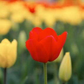 花的盛开，我学不来