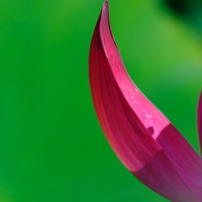 灞河湿地荷花香