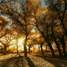 你的城，我的旅行——额济纳 10.5