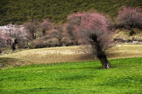 踏雪觅春--天边春色