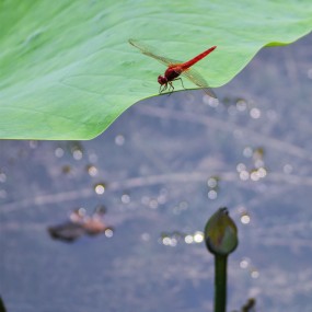 《蜻蜓·荷花》