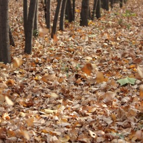 风叶秋2---风起、叶落、秋至
