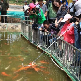 世博园摄影比赛，参赛作品，《吃奶的鱼》