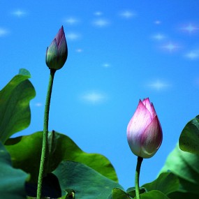 小荷才露尖尖角