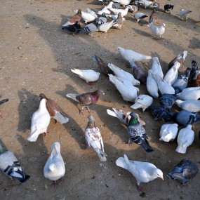 新城广场鸽子多