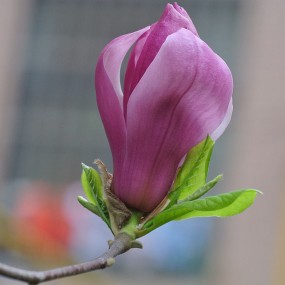 一枝玉兰两张图