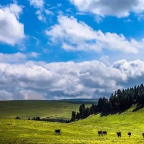 喀拉峻|草原动物的灵性