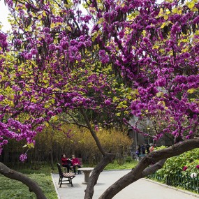 春满校园——西安交大随拍