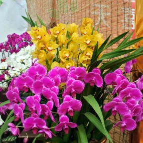 姹紫嫣红蝴蝶兰衬托春意怏然