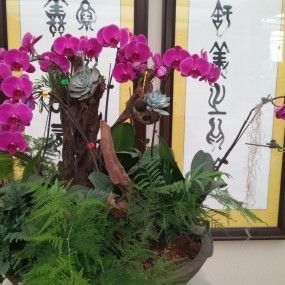 【秦岭花世界】手机随拍蝴蝶兰插花盆景展（一）