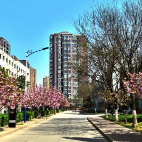 油田小区樱花烂漫
