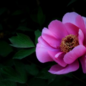 国色天香（牡丹随拍）