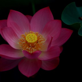 曲江南湖小荷又露尖尖角