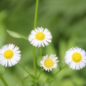山花--秦岭随拍