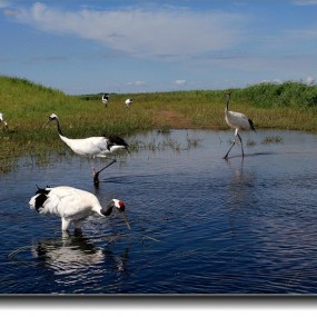扎龙湿地丹顶鹤