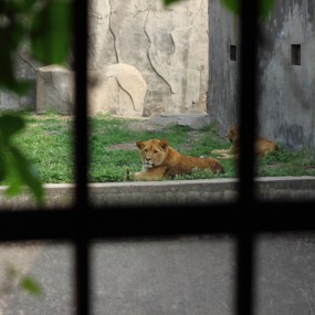 动物园-囚牢