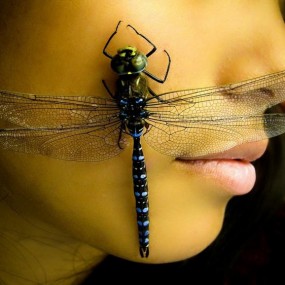 生命最后的栖息