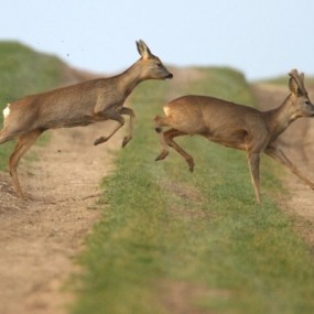 动物摄影欣赏：鹿