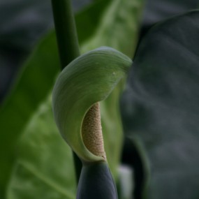 温室花卉随拍三